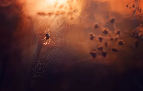Wallpaper spider, web, nature