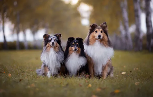 Autumn, dogs, grass, leaves, Park, foliage, portrait, puppies