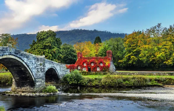 Forest, trees, bridge, design, river, UK, house, Wales