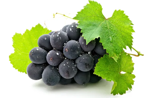 Picture leaves, berry, grapes, bunch, white background, grapes