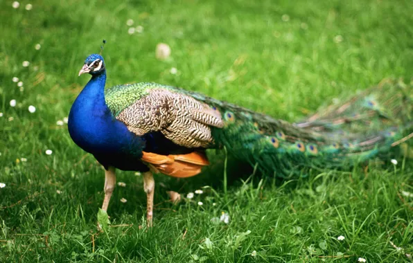 Picture animals, birds, stay, feathers, India, peacock, walk, journey