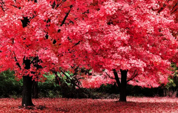 Picture leaves, pink, Tree