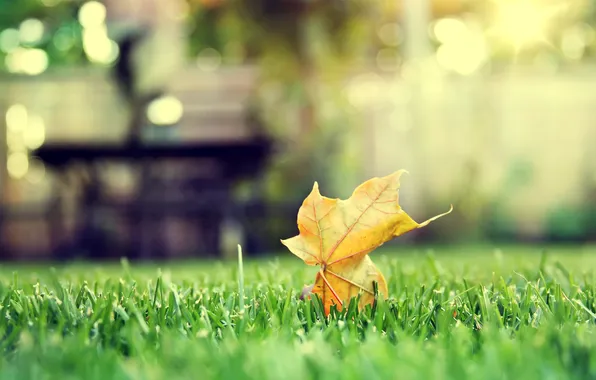 Picture nature, GRASS, MACRO, BOKEH, LEAF