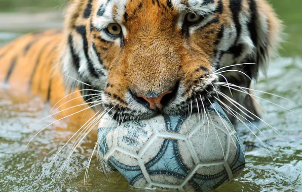 Tiger, ball, zoo, wild cat