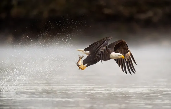 Flight, food, lake, splash, fish, wildlife, fishing, bald eagle