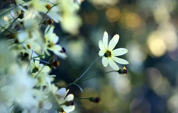 White, flower, macro, glare, tenderness, plants