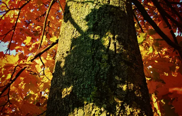 Autumn, leaves, tree, shadow, trunk, bark, maple