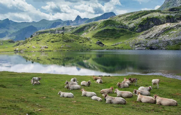 Field, mountains, stay, shore, the slopes, cows, pasture, pond