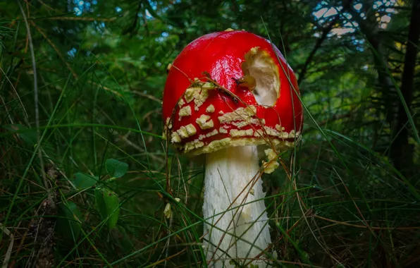 Grass, mushroom, snail, mushroom, slug