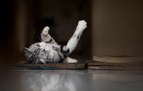 Cat, cat, look, pose, legs, floor, lies, book