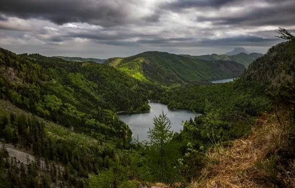 Picture forest, mountains, Austria, lake, Langbathseen