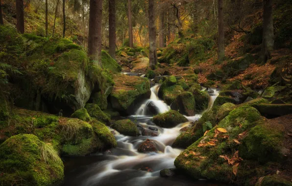 Picture forest, stream, stones, moss