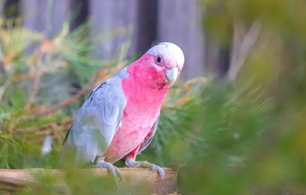 Branches, pink, bird, parrot, needles, bokeh, cockatoo