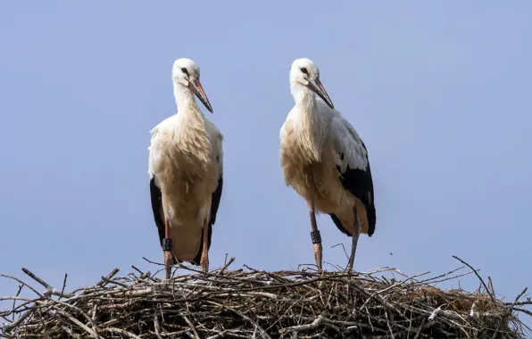 Birds, nature, storks