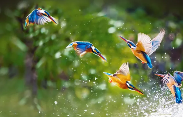Picture water, flight, squirt, birds, wings, pack