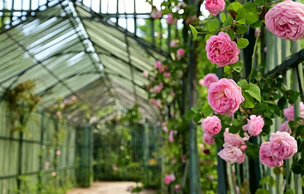 Picture flowers, greenhouse, roses, pink, bokeh, greenhouse