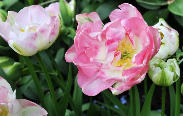 Photo, Flowers, Tulips, Angelique, Closeup