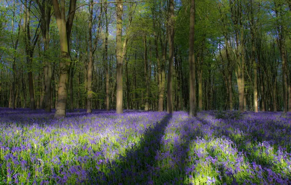 Picture greens, forest, light, trees, flowers, branches, glade, foliage