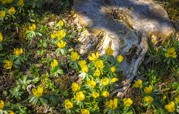 Greens, light, flowers, nature, glade, stump, spring, yellow