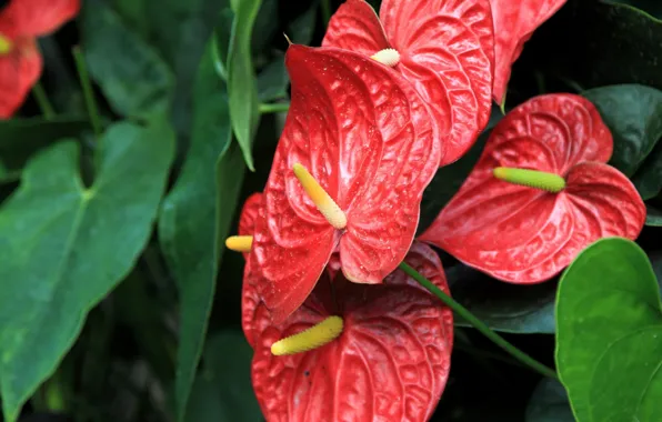 Picture the bushes, Anthurium, red flowers, Flower Flamingo