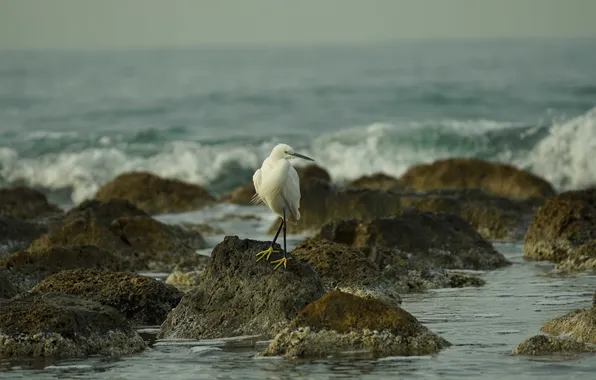 Waves, sea, bird, stones, rainy