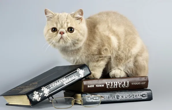 Cat, books, glasses