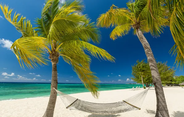 Picture sand, sea, beach, palm trees, shore, summer, beach, sea