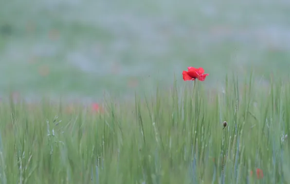 Flower, grass, Mac, meadow