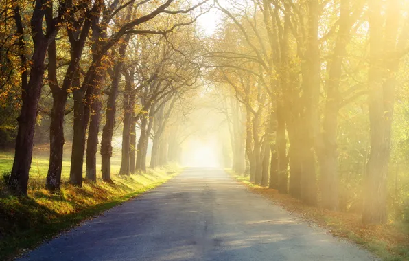 Picture road, trees, nature, morning