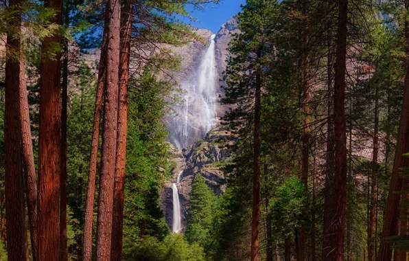 Picture forest, trees, mountains, nature, rocks, trunks, waterfall, pine