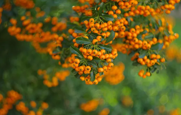 Autumn, orange, branches, nature, berries, background, fruit, a lot