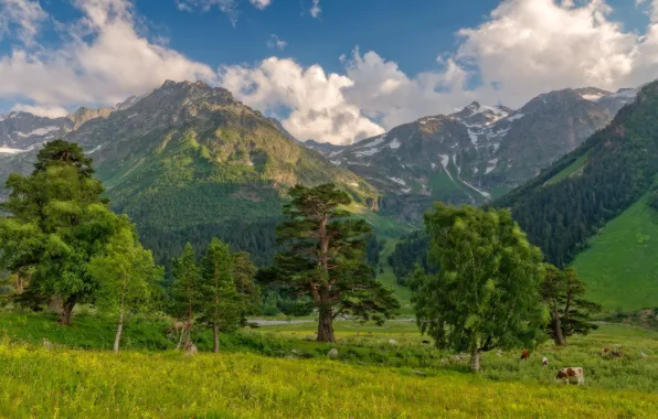 Forest, the sky, clouds, trees, landscape, mountains, nature, cows