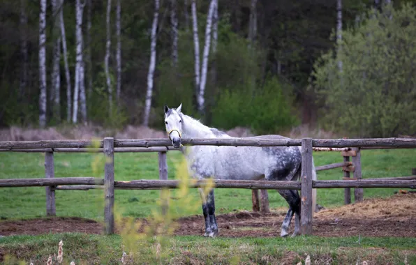 Picture forest, white, nature, horse, horse, the fence, the fence