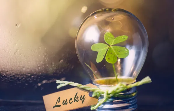 Picture light bulb, sheet, clover, bokeh, tag