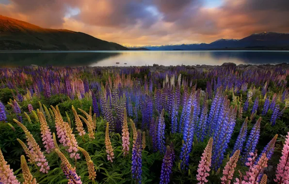 Landscape, sunset, flowers, mountains, nature, lake, New Zealand, Lake Tekapo