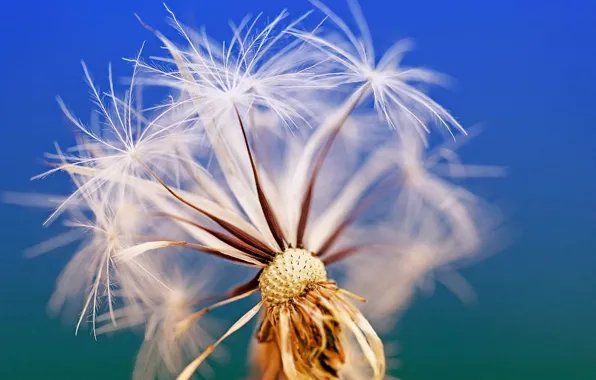 Nature, dandelion, blade of grass