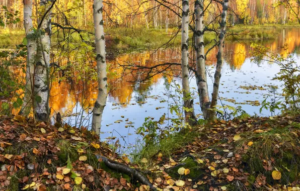 Picture birch, reflection, trees, shore, foliage, pond, lake, autumn