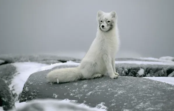 Picture snow, stones, sitting, Fox, polar Fox