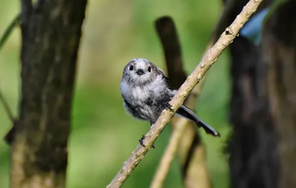 Branches, nature, tree, bird, long-tailed tit