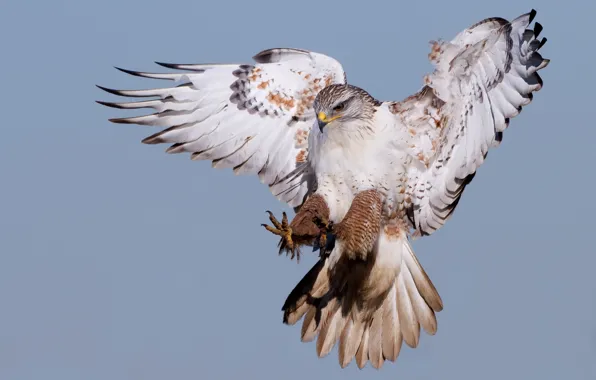 Picture flight, bird, wings, predator, Orlan