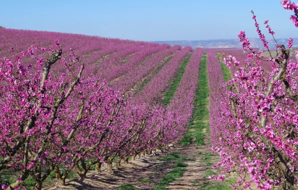 Spring, garden, Spain, flowering, apricots