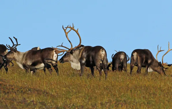 Nature, horns, the herd, reindeer