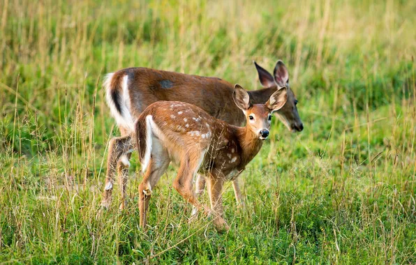 Picture field, summer, deer