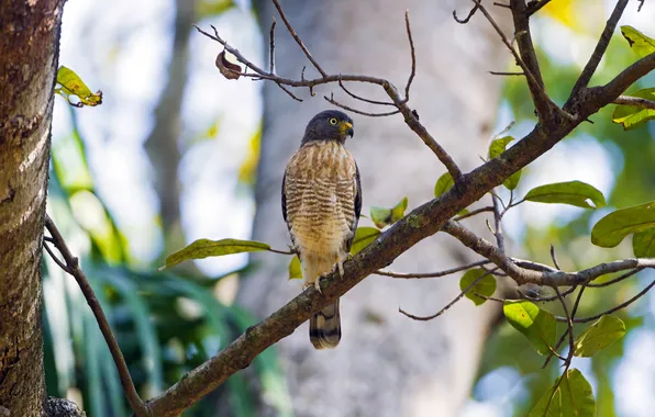 Trees, background, bird