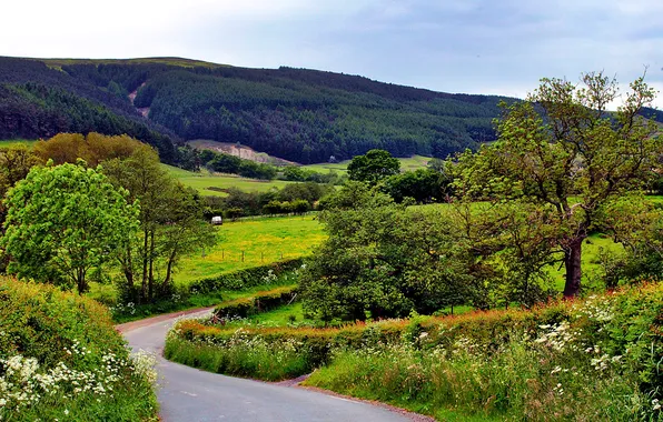 Road, trees, hills, field, UK, forest, Yorkshire, Cleveland Hills