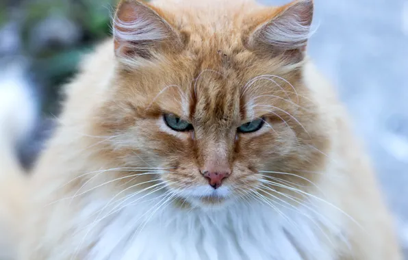 Cat, wool, angry
