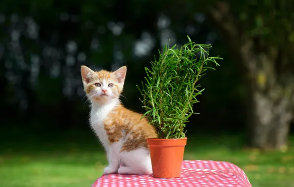 Picture flower, table, kitty, bokeh