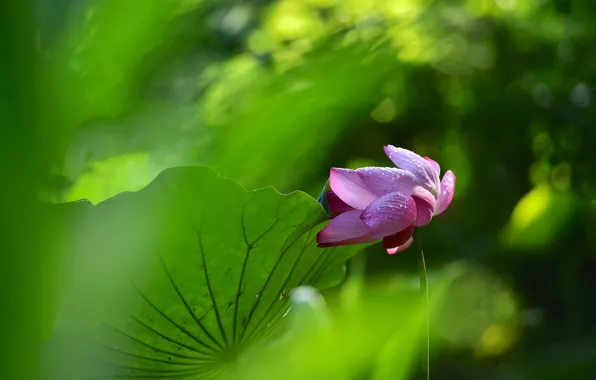 Picture greens, leaves, water, drops, flowers, blur, petals, stem