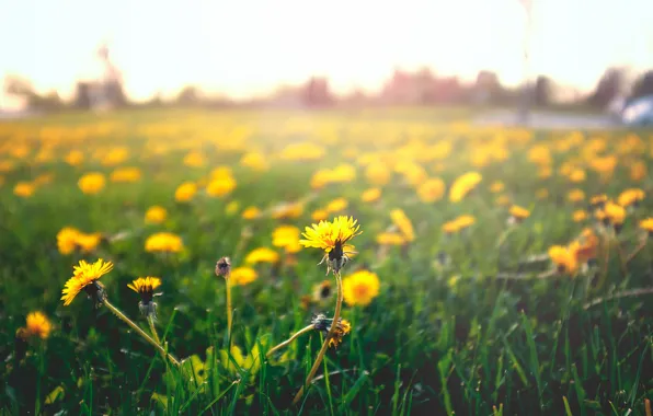 Picture grass, flowers, yellow, petals, dandelions. mother and stepmother