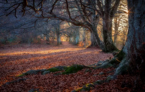 Autumn, forest, the sun, light, trees, branches, roots, trunks